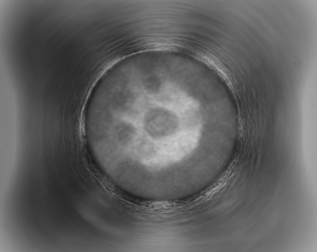 X0000095950883200802081255