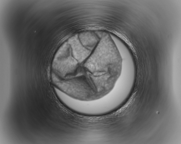 X0000095950889200802081255