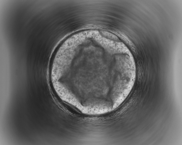 X0000095950896200802081255