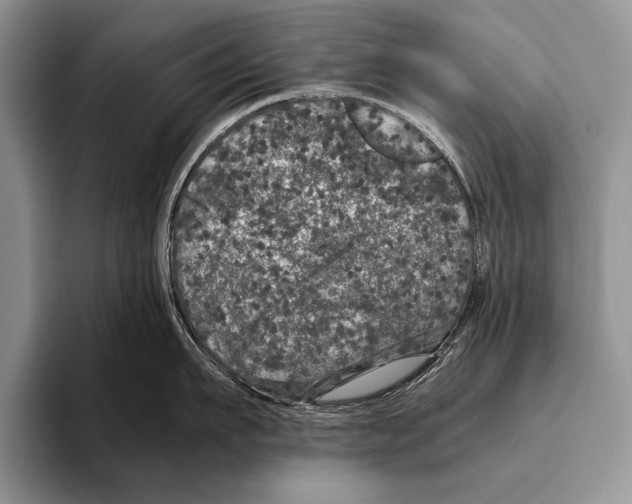 X0000095950911200802081255