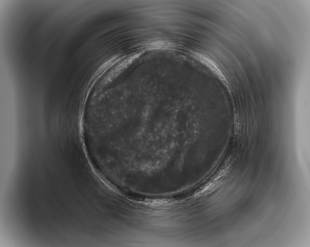 X0000095950946200802081254