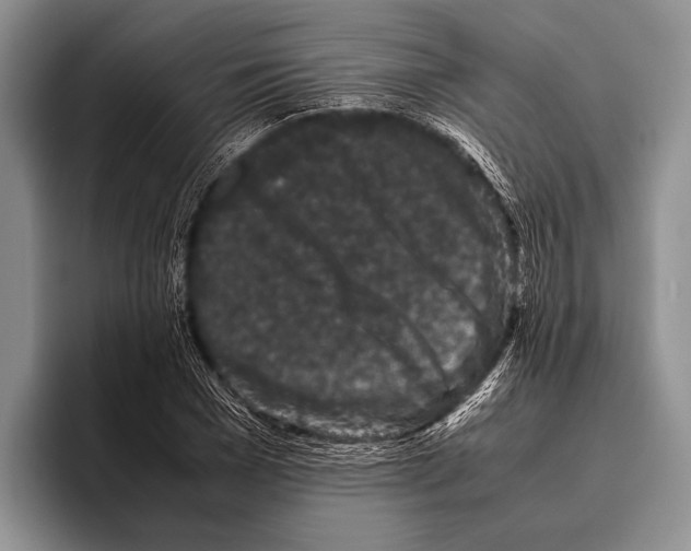 X0000095950977200802081254