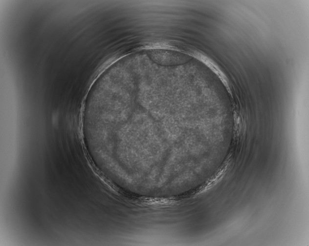 X0000095951002200802081253