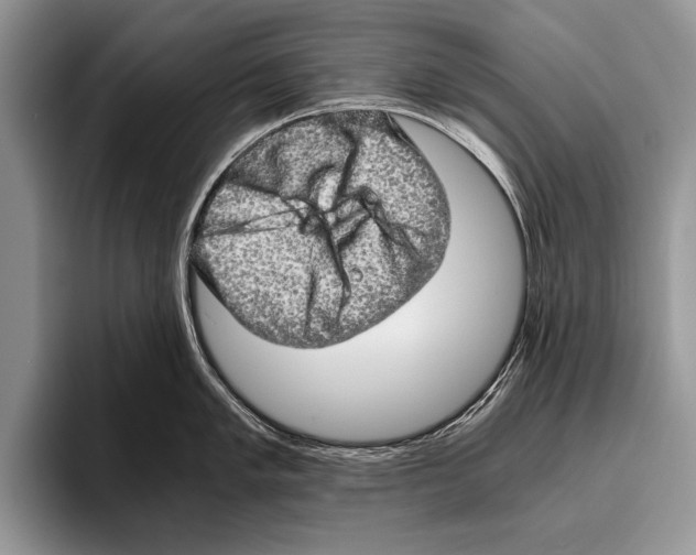 X0000095951005200802081253