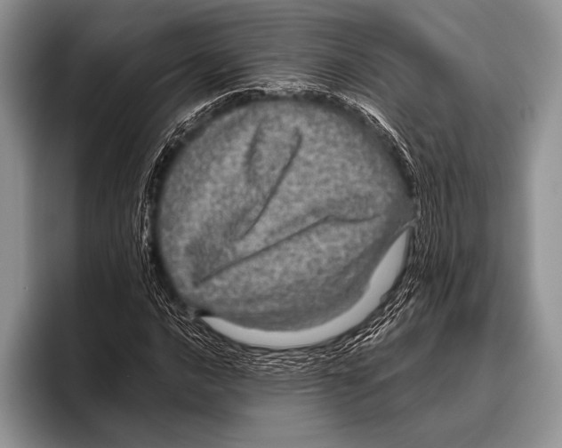 X0000095951016200802081253