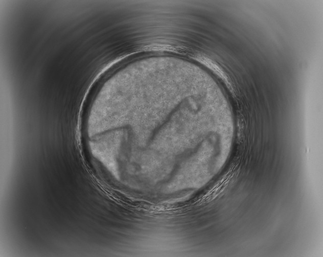 X0000095951020200802081253