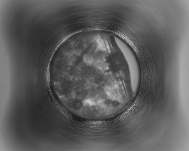 X0000095951031200802081253