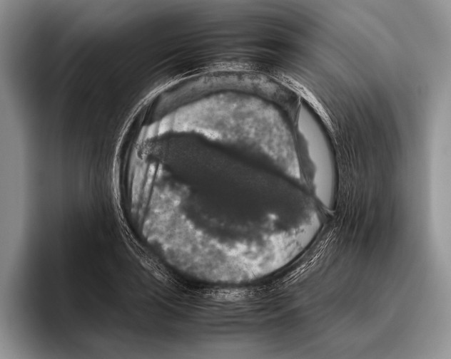 X0000095951035200802081253