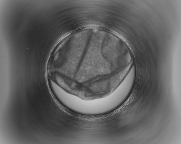 X0000095951042200802081253