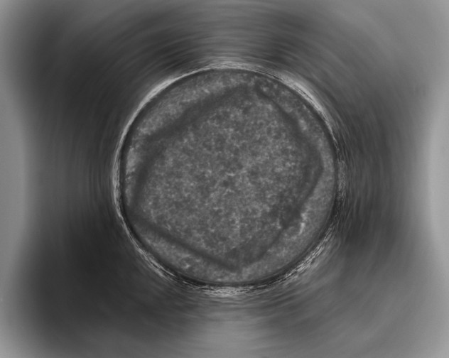 X0000095951048200802081253