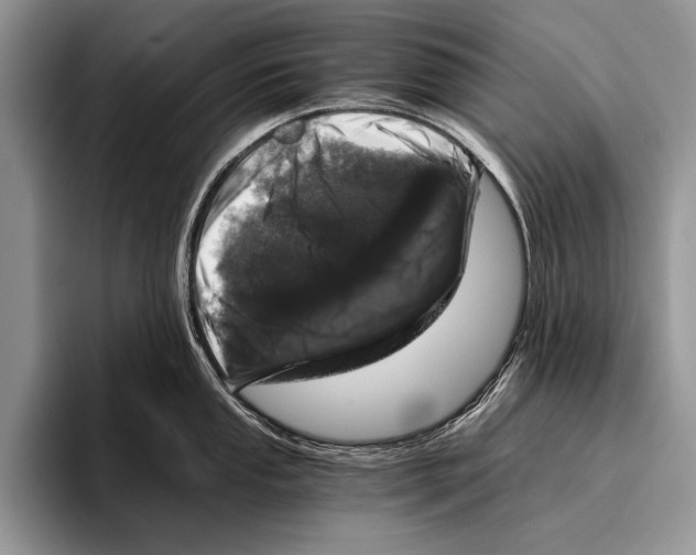 X0000095951053200802081253