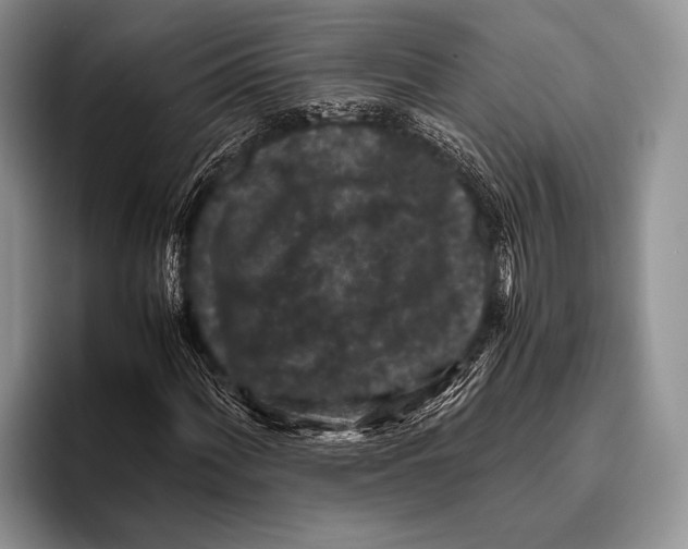 X0000095951060200802081253