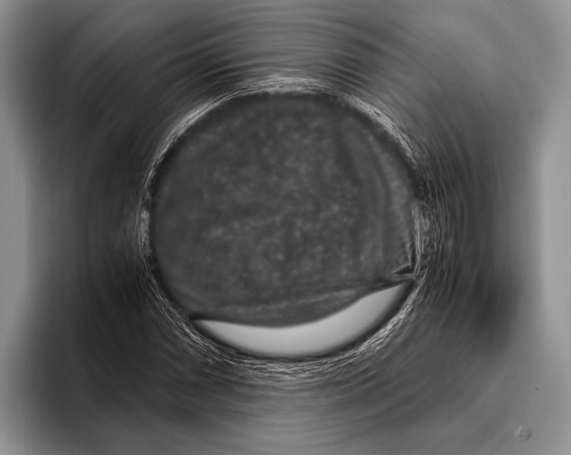 X0000095951066200802081253