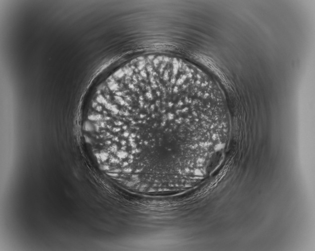 X0000095951071200802081253