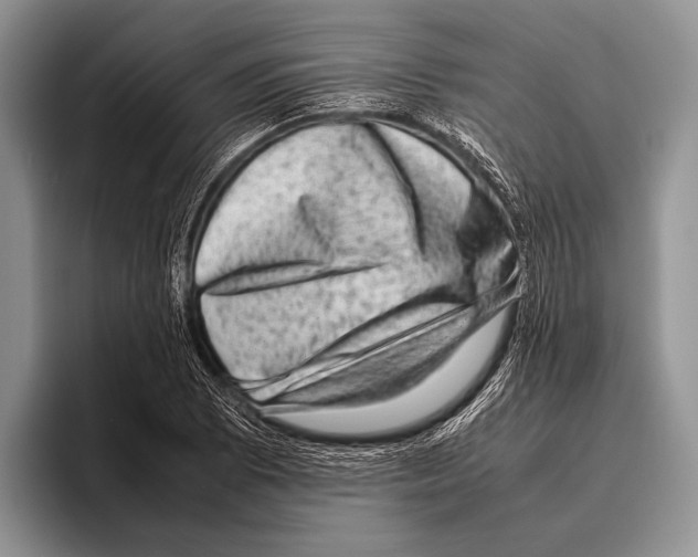 X0000095951073200802081253