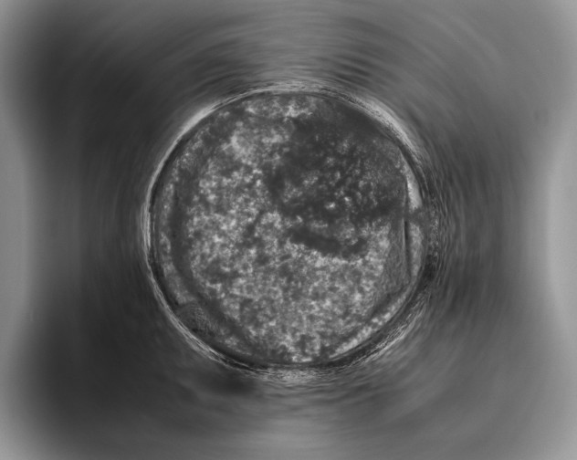 X0000095951095200802081252