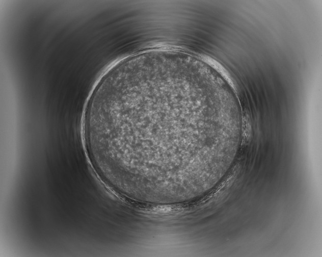 X0000095951098200802081252