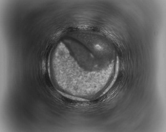 X0000095951106200802081251