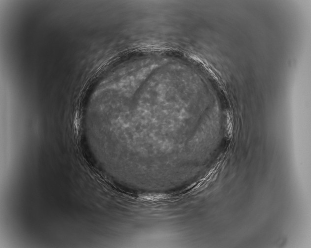 X0000095951157200802081251