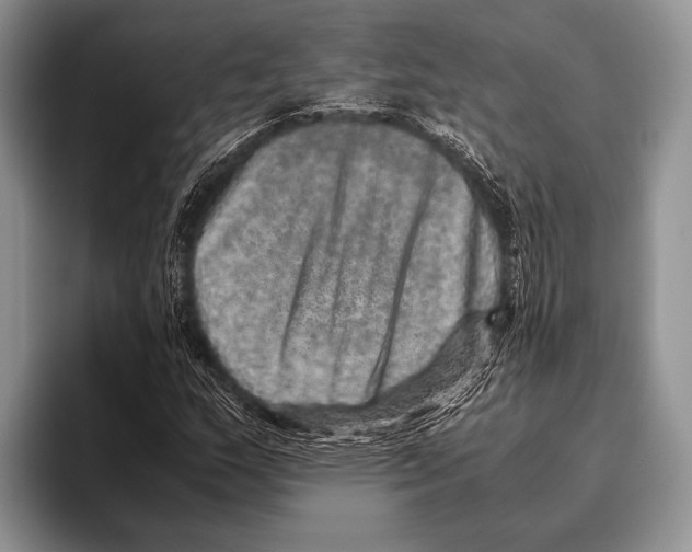 X0000095951159200802081251