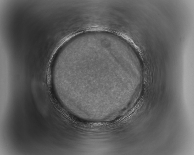 X0000095951167200802081251