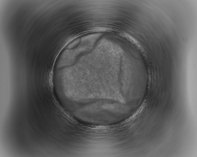 X0000095951178200802081251