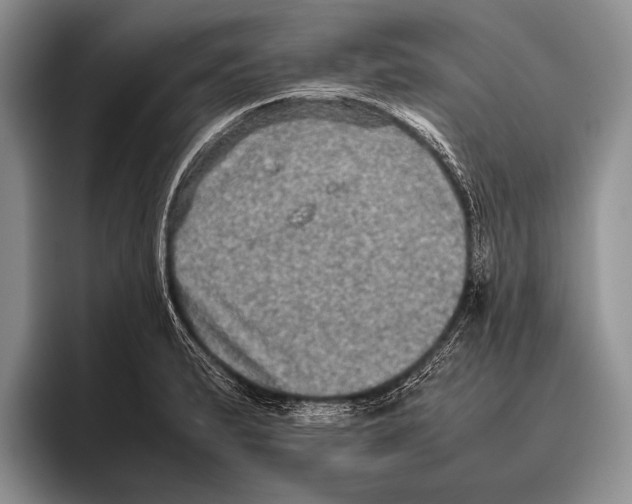 X0000095951183200802081251