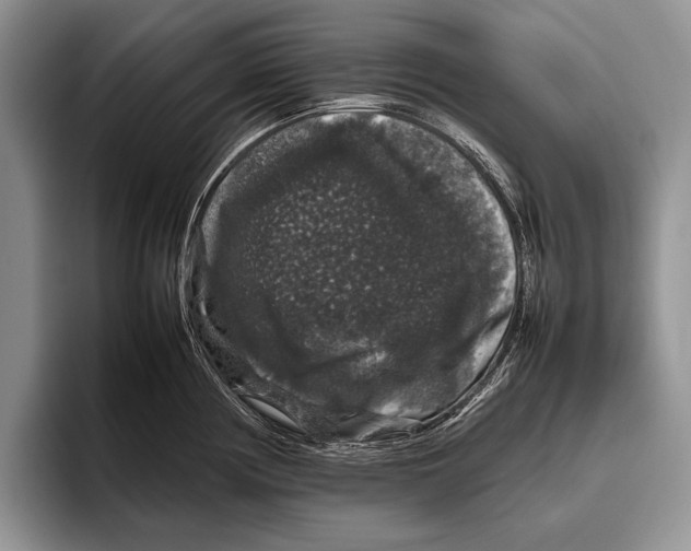 X0000095951194200802081251