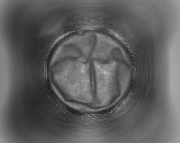 X0000095951214200802081250