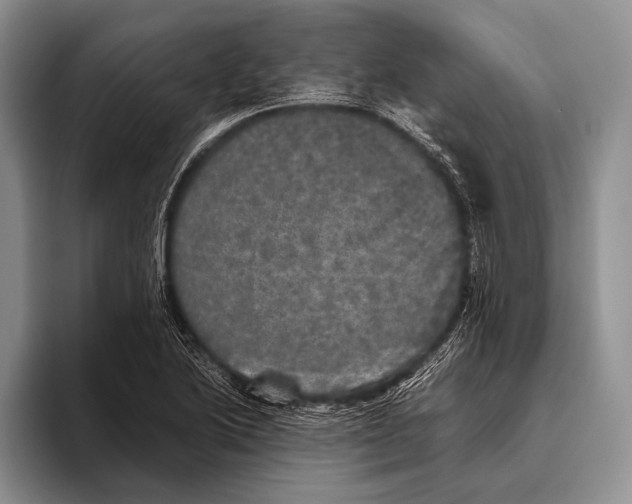 X0000095951222200802081250