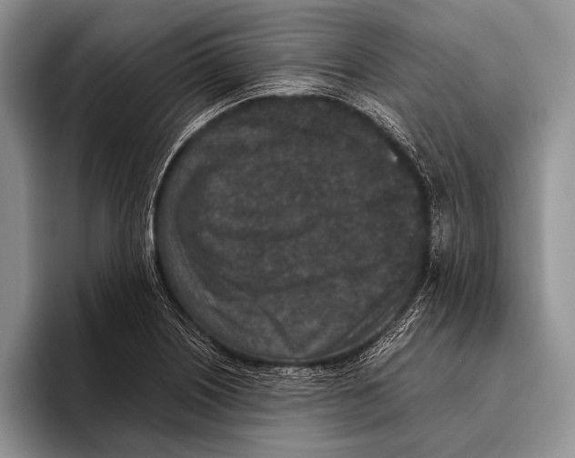 X0000095951226200802081251