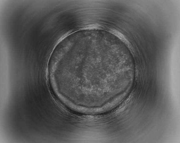 X0000095951234200802081251