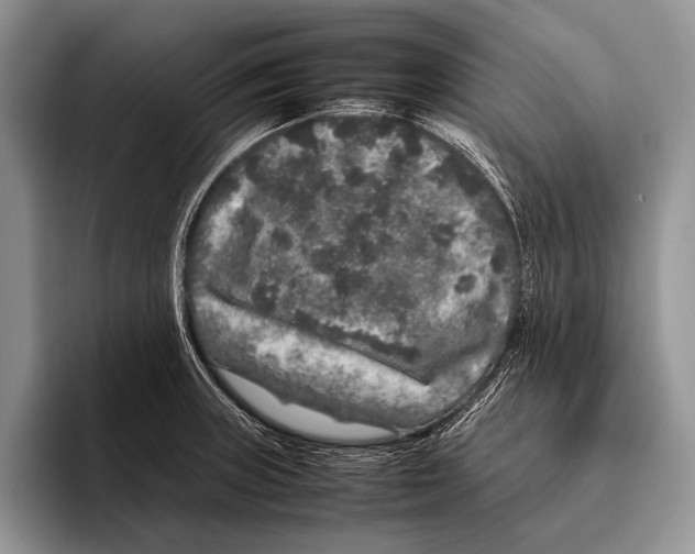 X0000095951235200802081251