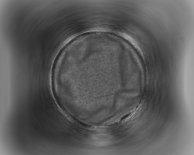 X0000095951237200802081251