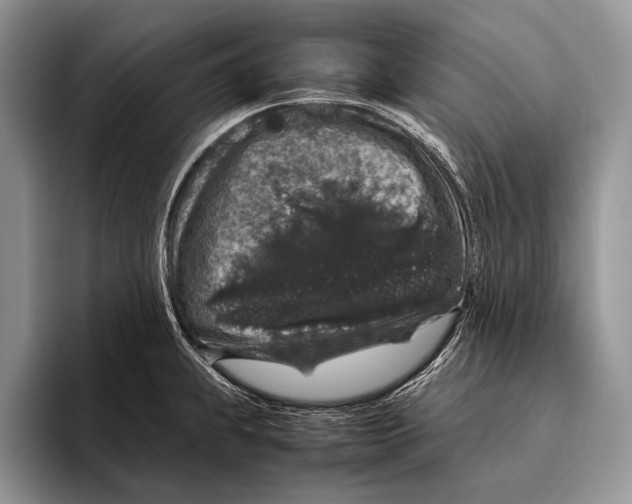 X0000095951239200802081251