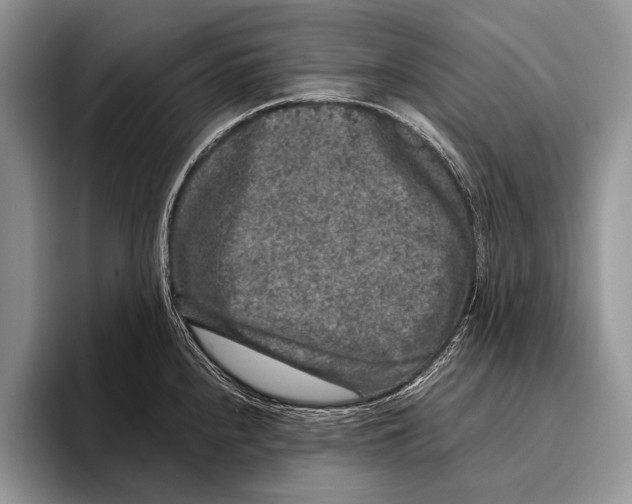 X0000095951240200802081251