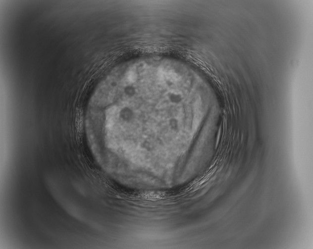 X0000095951251200802081250