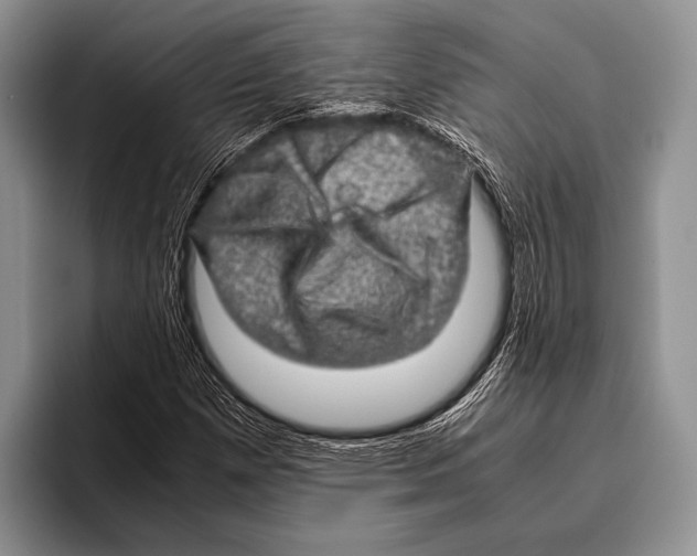 X0000095951257200802081250