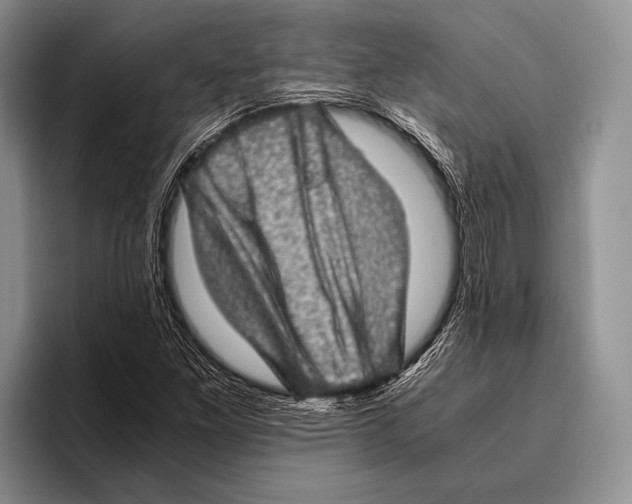 X0000095951261200802081250