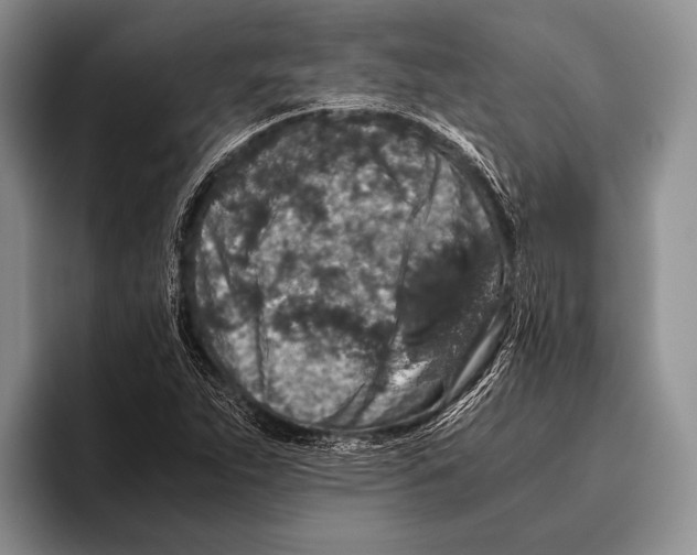 X0000095951263200802081250