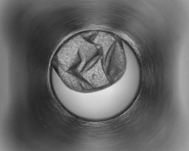 X0000095951280200802081250