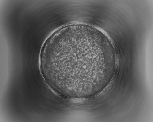 X0000095951294200802081250