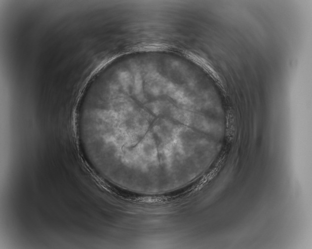 X0000095951404200802081248