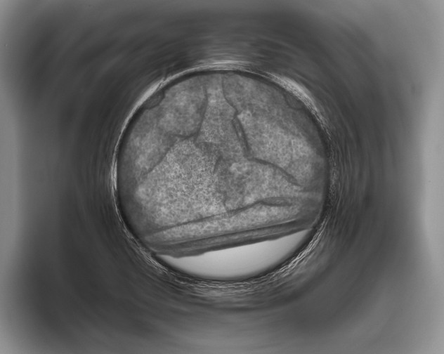 X0000095951420200802081248