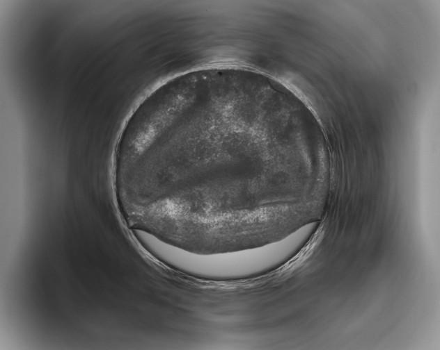 X0000095951438200802081248