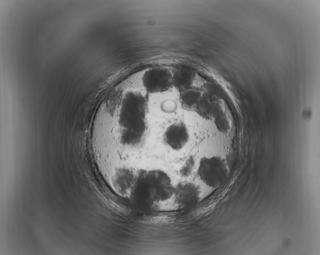 X0000095960153200801110954