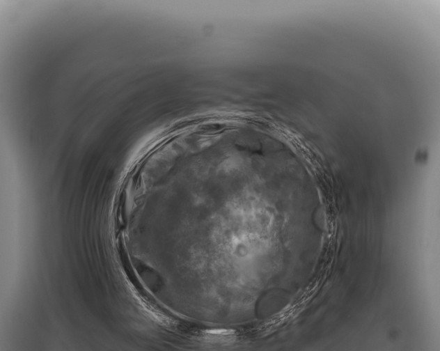 X0000095960053200801181455