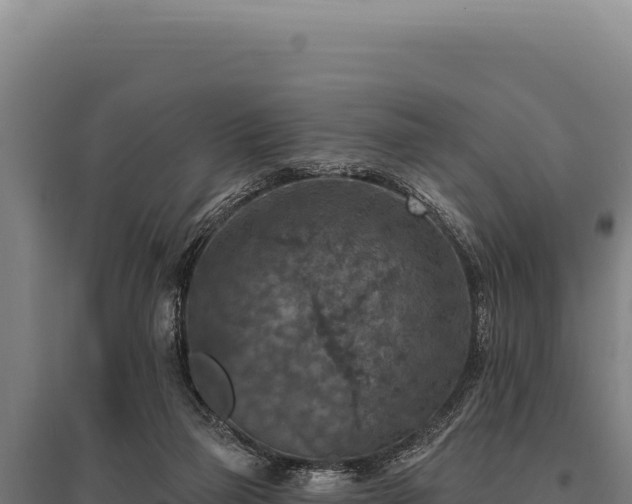 X0000095960165200801181453