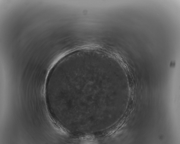 X0000095960196200801181453