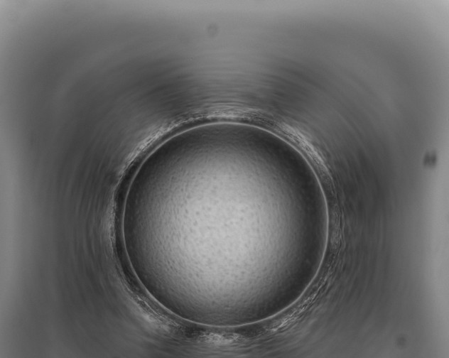 X0000095960346200801181450